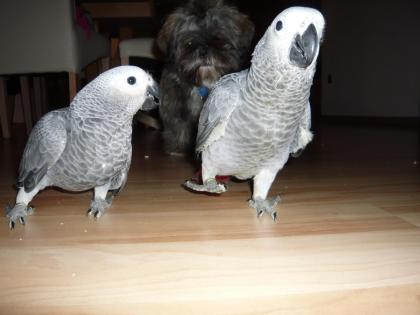 Graupapageien Babys