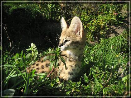 Serval / Servale Kitten abzugeben