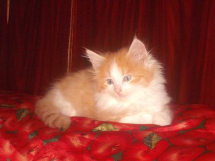 Norweger Kitten CANDACE sucht Knuddelpartner