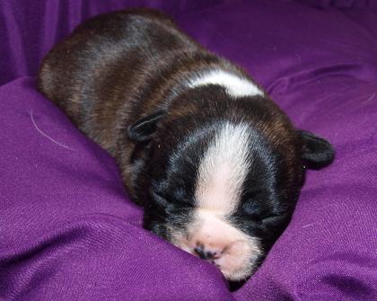 Französisch Bulldog Zucht in Cottbus hat zuckersüße Welpen bekommen..