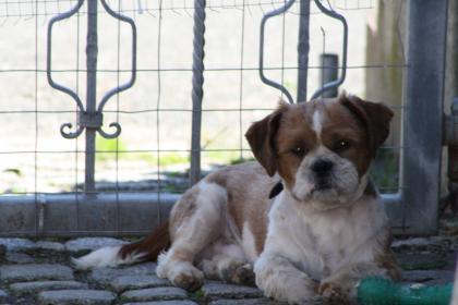 Shihtzu Deckrüde aus Greiz