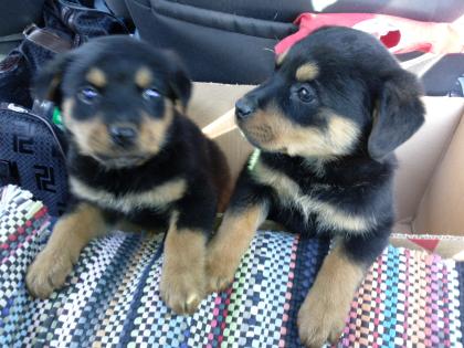 2 süsse rottweilerwelpen DRINGEND ABZUGEBEN !!!!