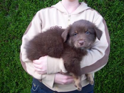 Australian Shepherd Welpen