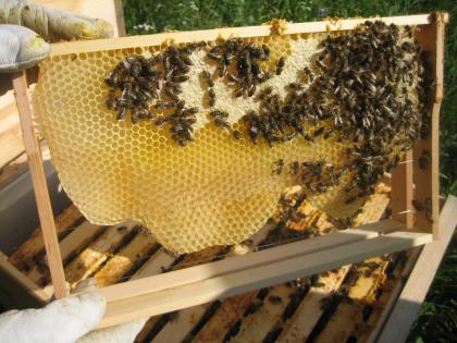 Exklusive Spezialität: aromatischer  Friedhofs-Honig 