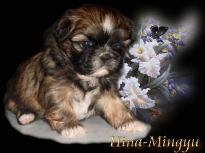Shih-Tzu Welpen