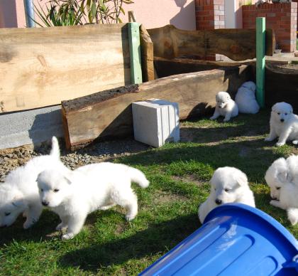 Weiße-Schäferhund Welpen zu verkaufen