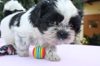 Süße kleine Shihtzu welpen 