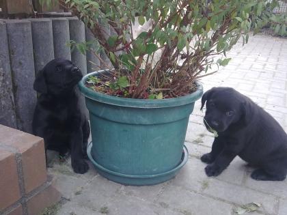 Labrador Welpen abzugeben