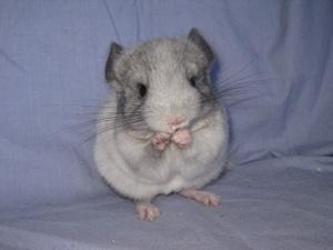 Süße Chinchilla Babys suchen neues Zuhause