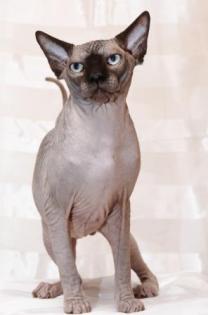 Deckkater Kanadische Sphynx