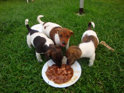 Jack Russel Terrier Welpen