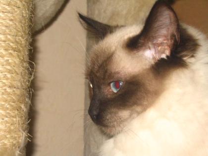 Süße RagdollKatze sucht neus zu Hause