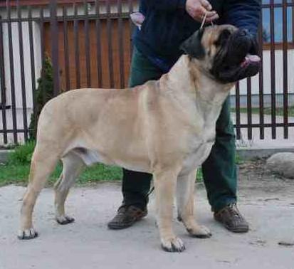 BULLMASTIFF   Full House HELLBOY - ein prachtvoller, anerkannter Deckrüde 