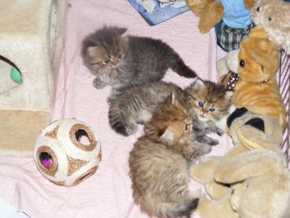 Reinrassige Perser Golden Shaded / Tabby Babys