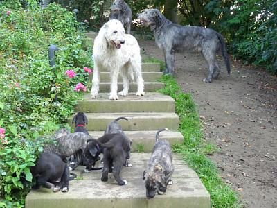 Irish Wolfhound von Schloß Burg hat vielversprechende Welpen aus Spitzenverpaaru