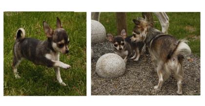 Selten! Husky+gestrome reinrassige Chihuahuawelpe m. Papieren+Ahn