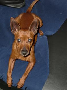 Rehpinscher abzugeben