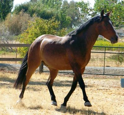  welsh Pony Stute und Wallach.