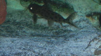 Synodontis Kuckuckswels 2 Stck