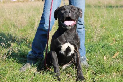 Cane Corso Hundin