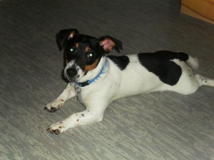 Jack Russell Terrier zu verkaufen