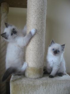 Ragdollkitten suchen neue Familien