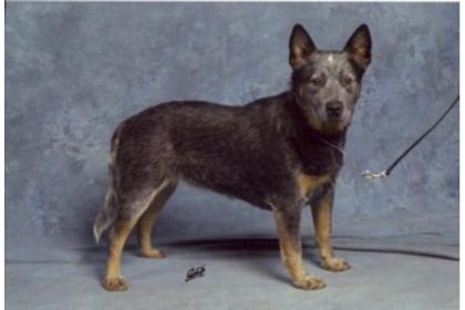 Australian Cattle Dog Welpen - VDH