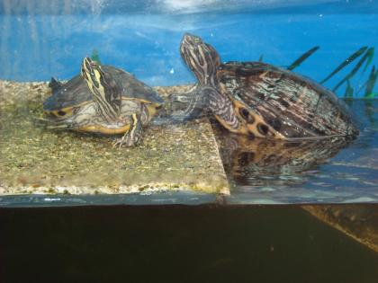 2 Wasserschildkröten zu Verkaufen