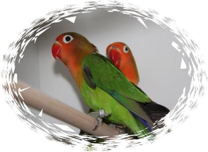 Agaporniden Pfirsich ,Schwarz und Rosenköpfchen in Bremen