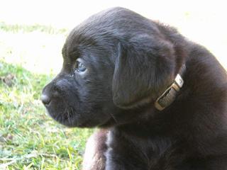 SCHWARZE LABRADOR WELPEN +REINRASSIG+ 