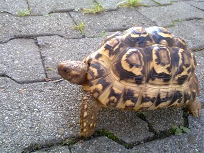 Landschildkröte Pantherschildkröte kaufen oder tauschen gegen afrik. Weissbauchi