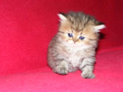 Reinrassige Perser Golden Shaded/Tabby Babys