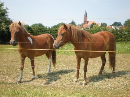 2 Shetlandponys zu verkaufen