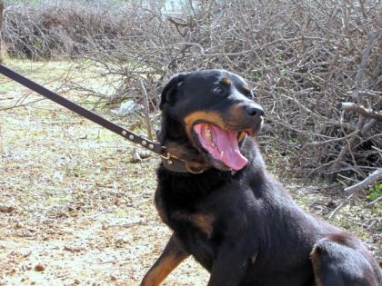 Balou - würde am Liebsten den ganzen Tag spielen - Rottweiler