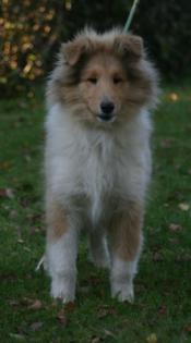 Colliejunghunde , Colliewelpen