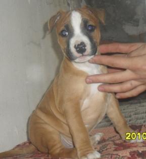 Staffordshire Terrier , noch 3 kleine abzugeben