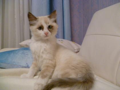 2 süße Ragdoll-kitten suchen ab sofort ein neues zuhause !!!