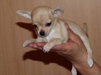 Teacup Chihuahua