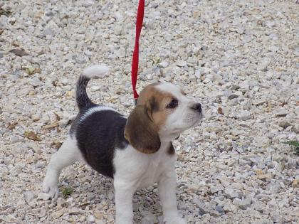 Beagle Welpen