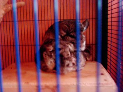 Chinchillas mit Käfig