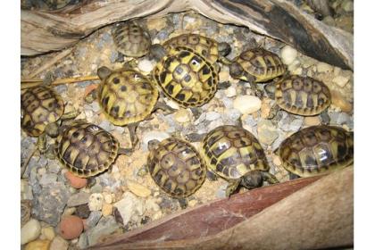 Landschildkröten Zu Verkaufen!