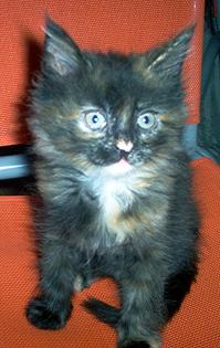 Main Coon Kitten