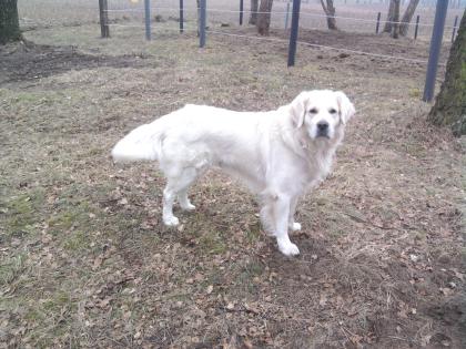 Kuvasz / Golden Retriever Mix als Deckrüde