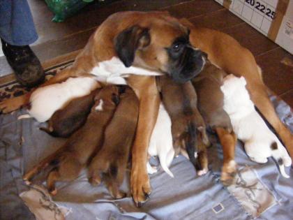 Boxerwelpen zu verkaufen, weiss und braun