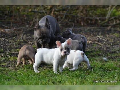 Französische Bulldogge Welpen