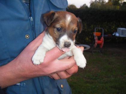 Jackrussel Welpen mit Erstimpfung+ Impfpass heute abzuholen