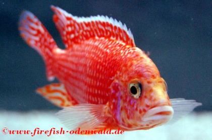 Aulonocara Firefish 