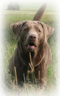 Silver Labrador-Retriever Deckrüde Aragon-Silver