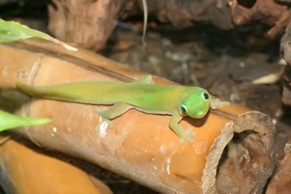 Biete Goldstaubgeckos, Phelsuma laticauda