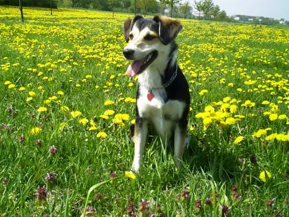 Bordercolli/Beaglemixhündin